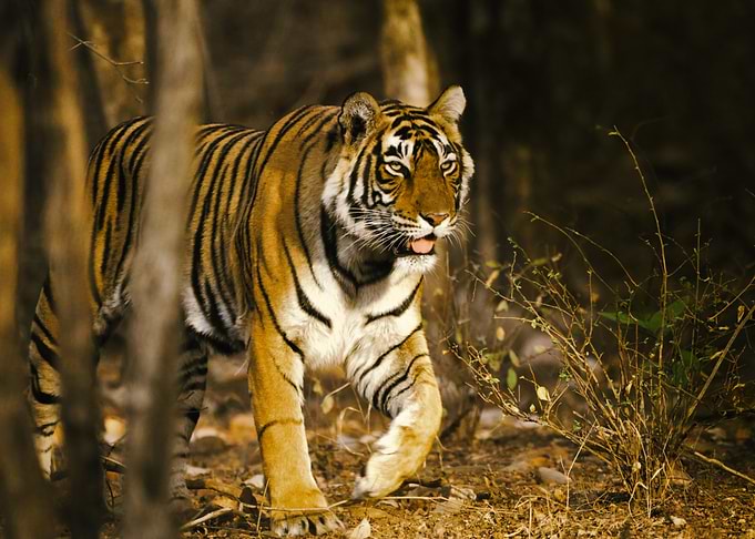 Tigerrr
