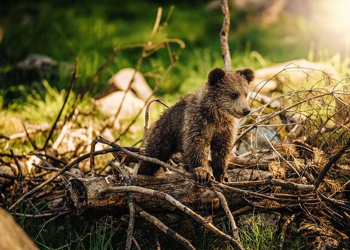 Baby Bear