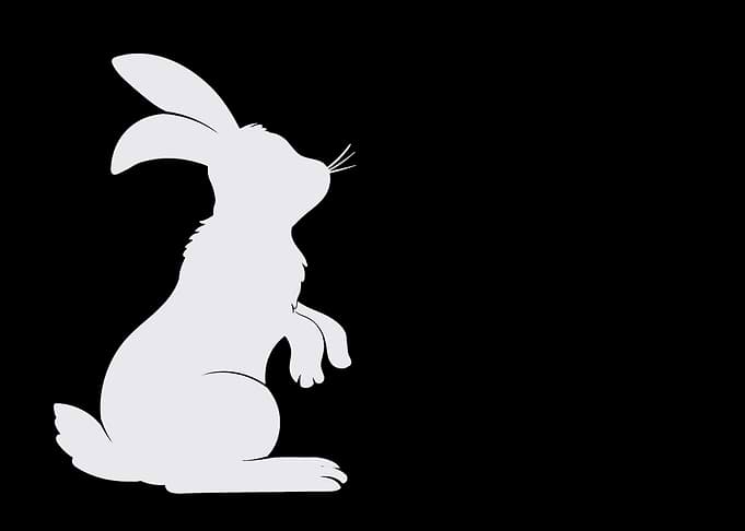 rabbit