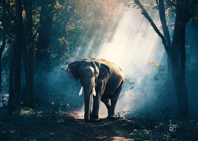Big Boy Elephant