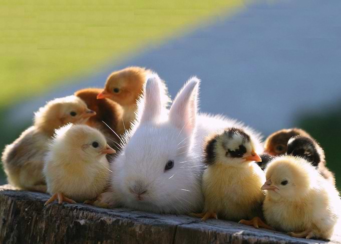 rabbit