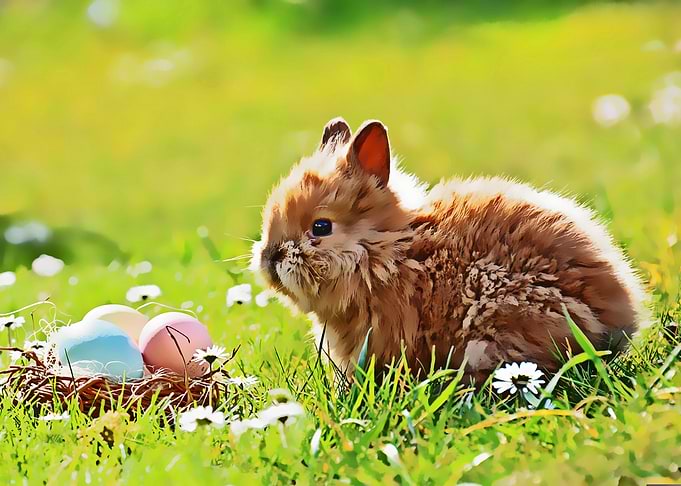 rabbit