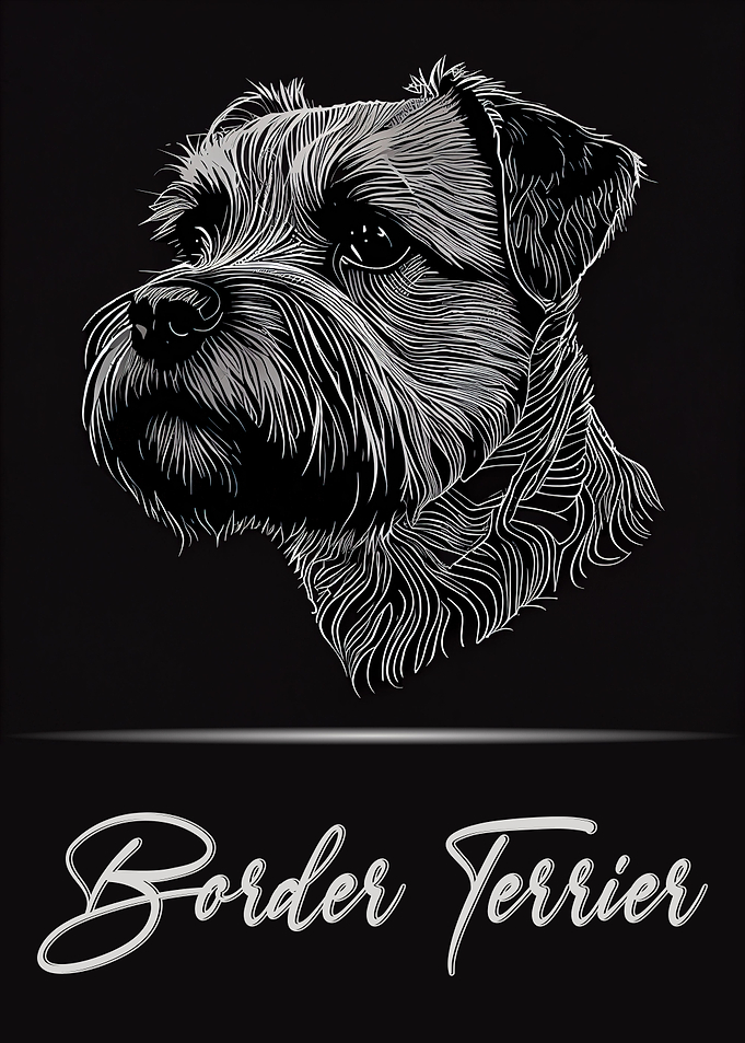 Border Terrier