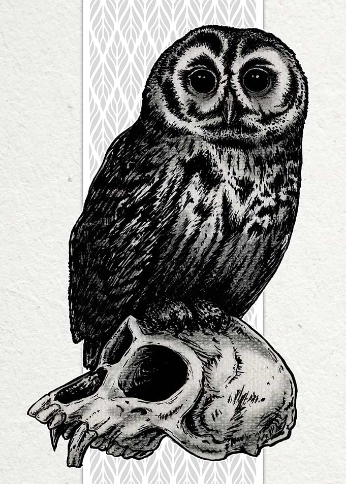 Tawny Owl