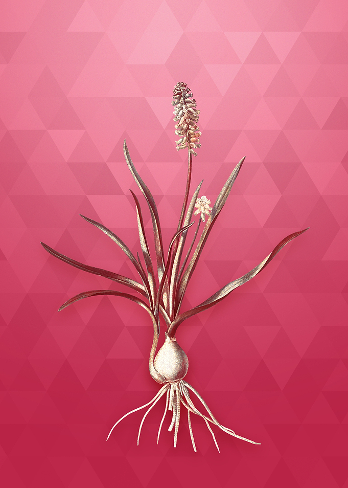 Gold Muscari Ambrosiacum