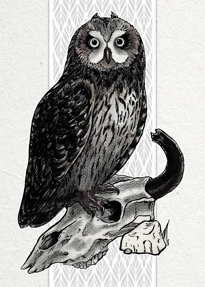 Short Eared Owl