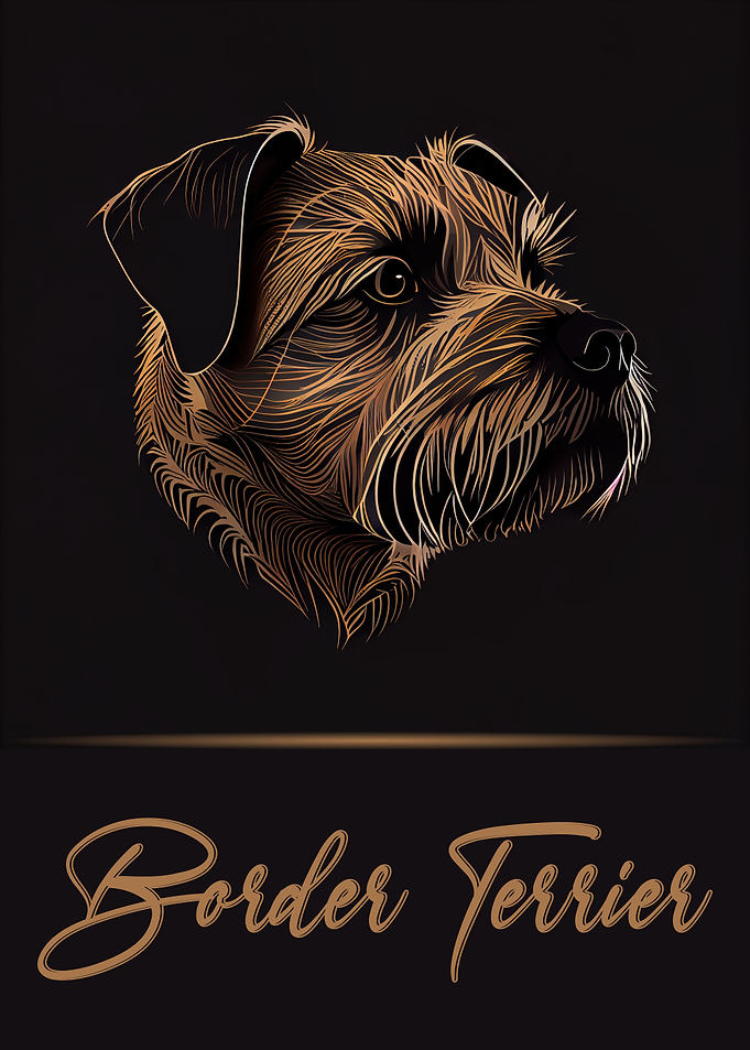 Border Terrier