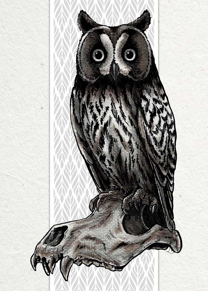 Long Eared Owl