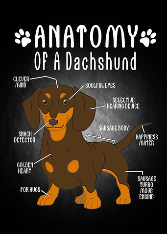 Dog Animal