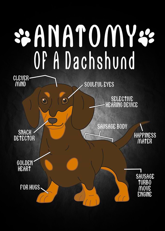 Dog Animal