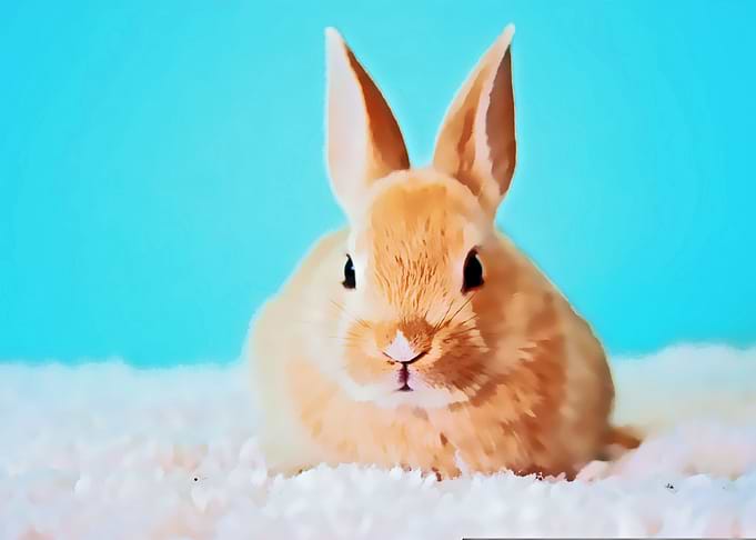 rabbit