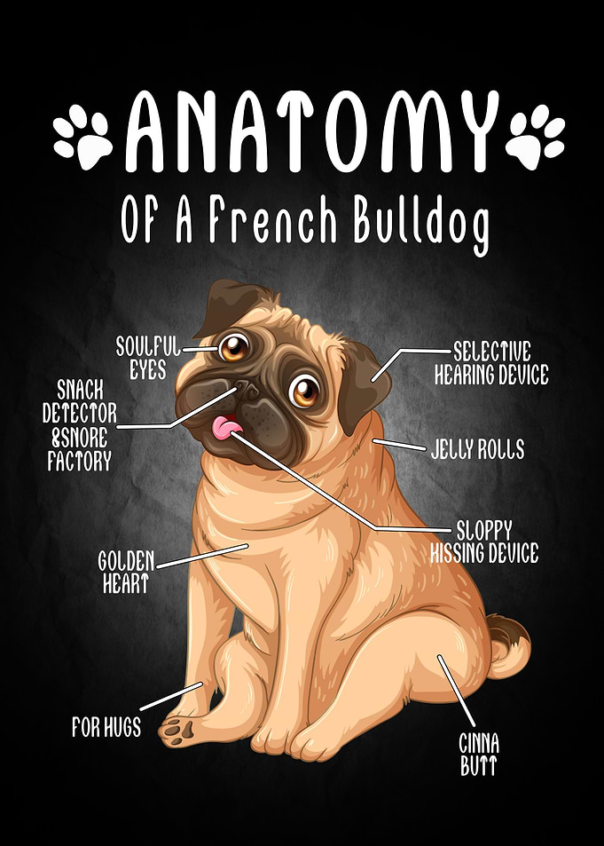 Dog Animal