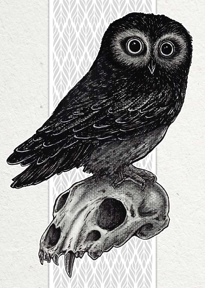 Saw Whet Owl