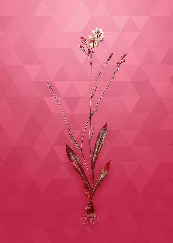 Vintage Gladiolus Junceus