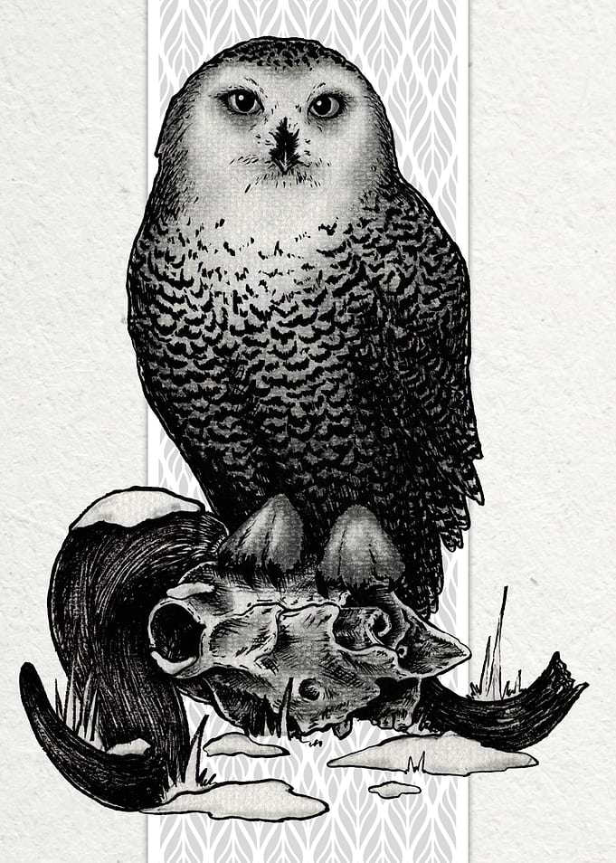 Snowy Owl