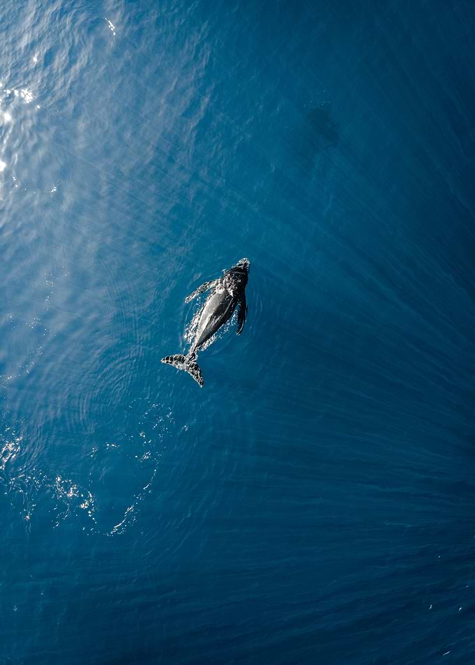 Young Whale Swimming