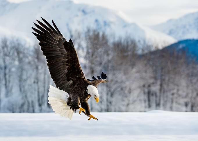 Adult Bald Eagle Winter