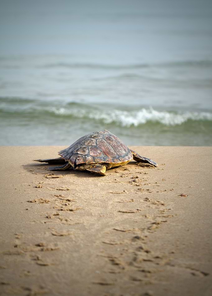 Baby Loggerhead Sea Turtle