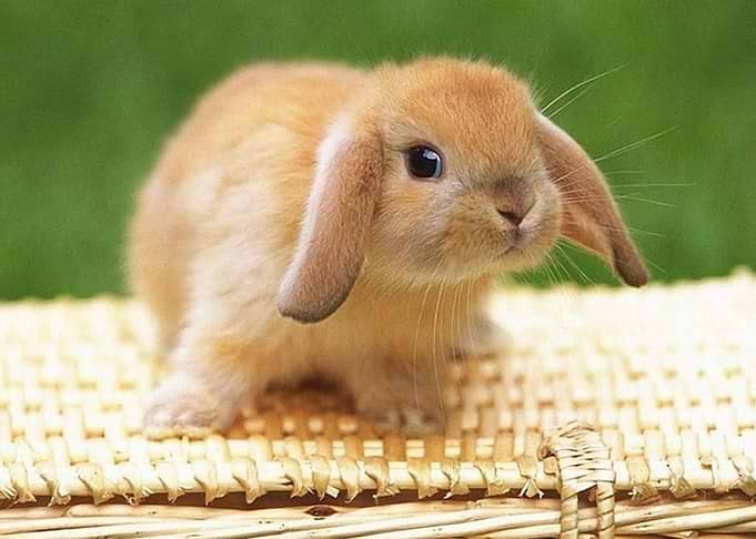 rabbit