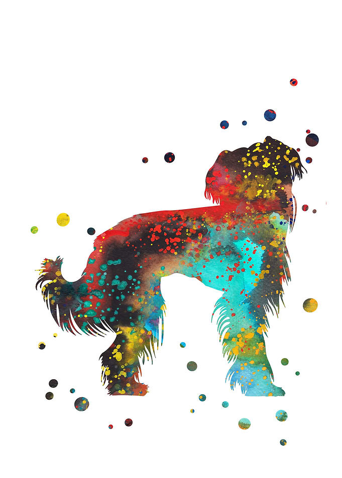 Chinese crested