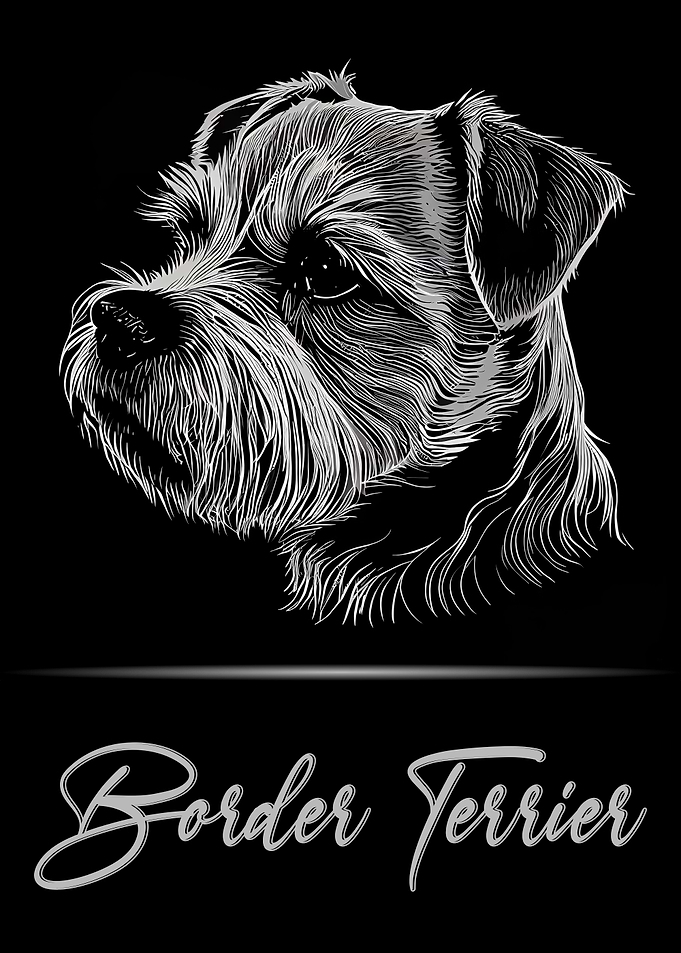 Elegant Border Terrier