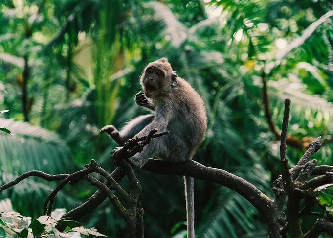 Baby Monkey