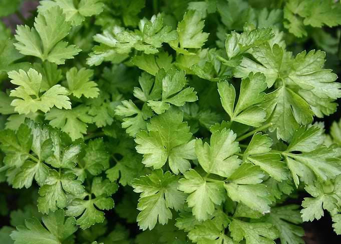 parsely