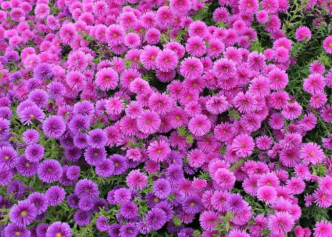 pink flowers