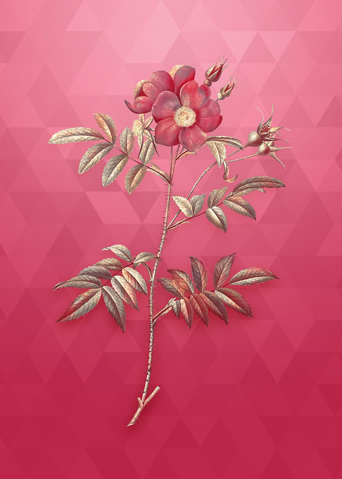 Gold Rosa Redutea Glauca
