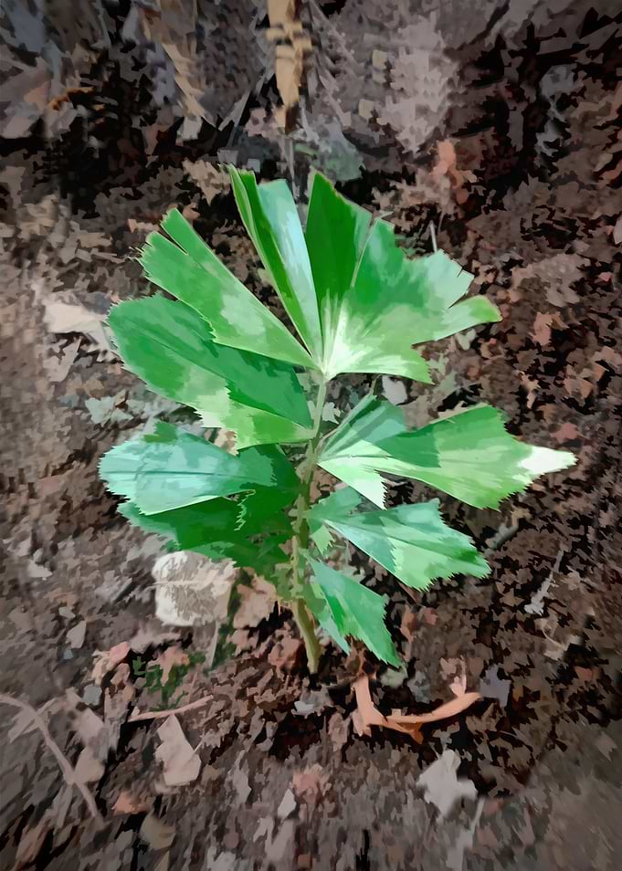 Young Plant