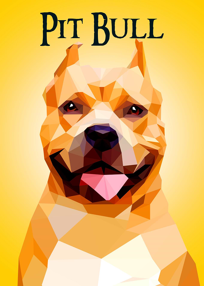 Pit Bull