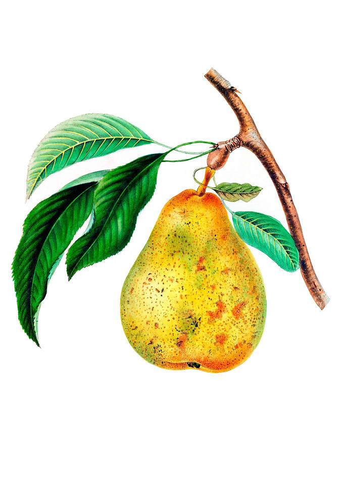 Pyrus Communis