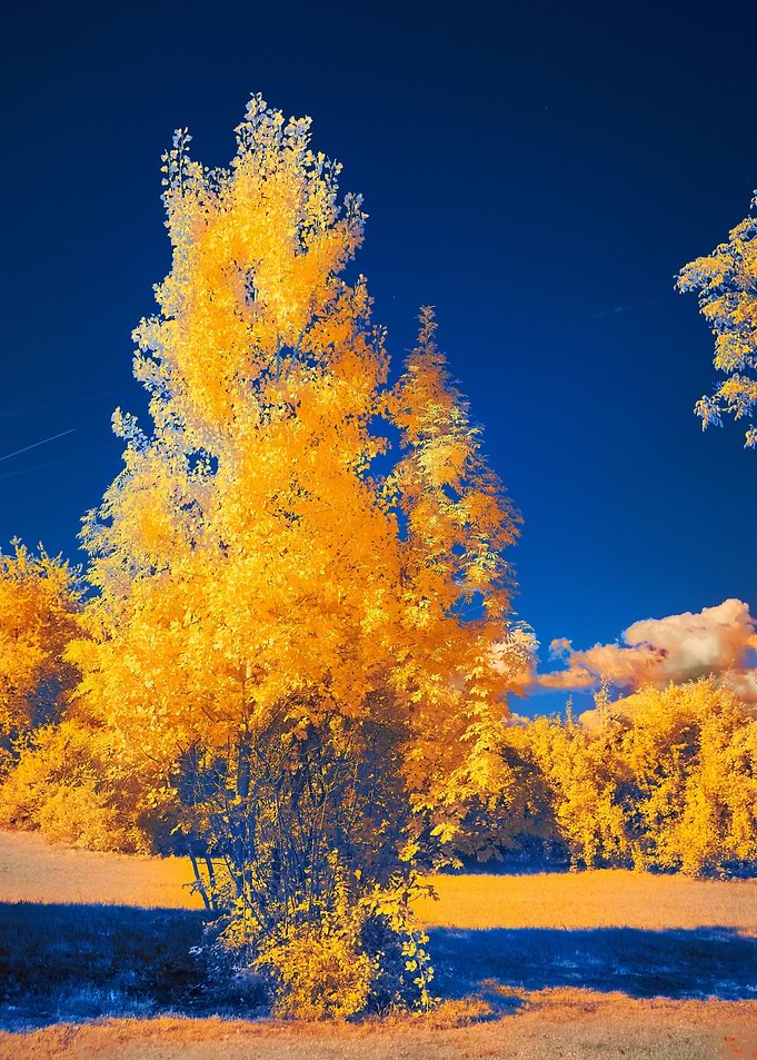 Yellow in landscape