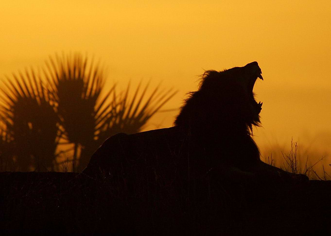 lion