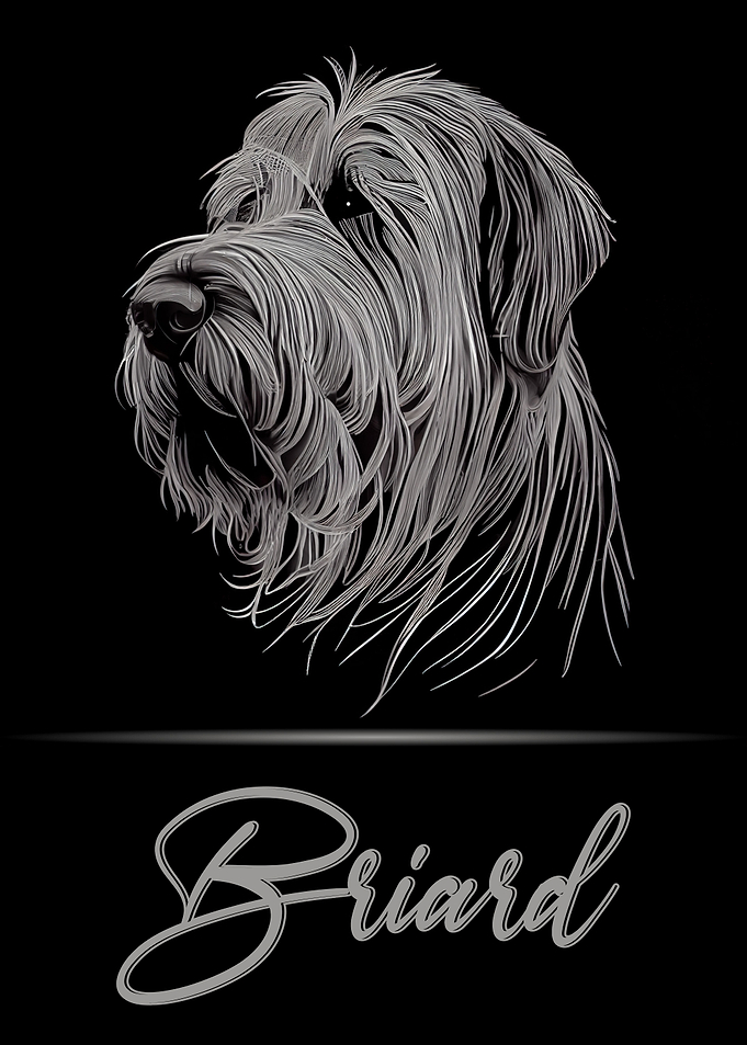 Elegant Briard