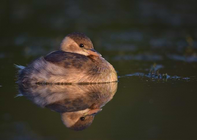 Grebe