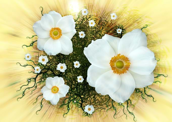 white flower Abstract