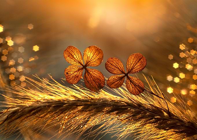 Autumn impression