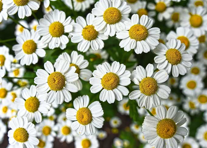 chamomile