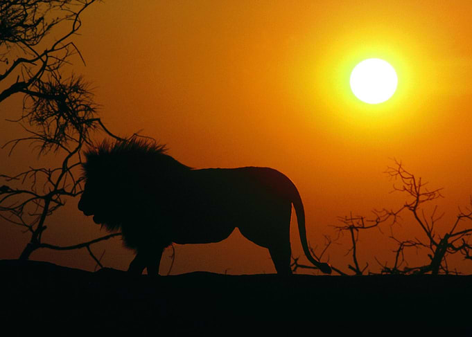 lion