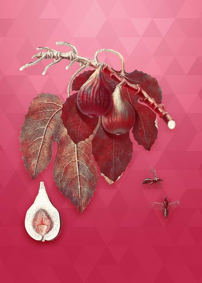 Gold Fig on Viva Magenta