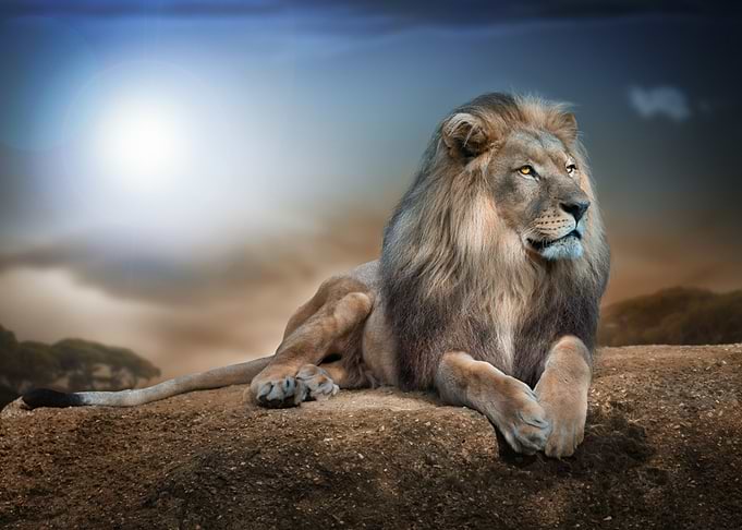 lion