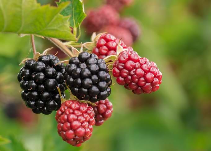 berry plant