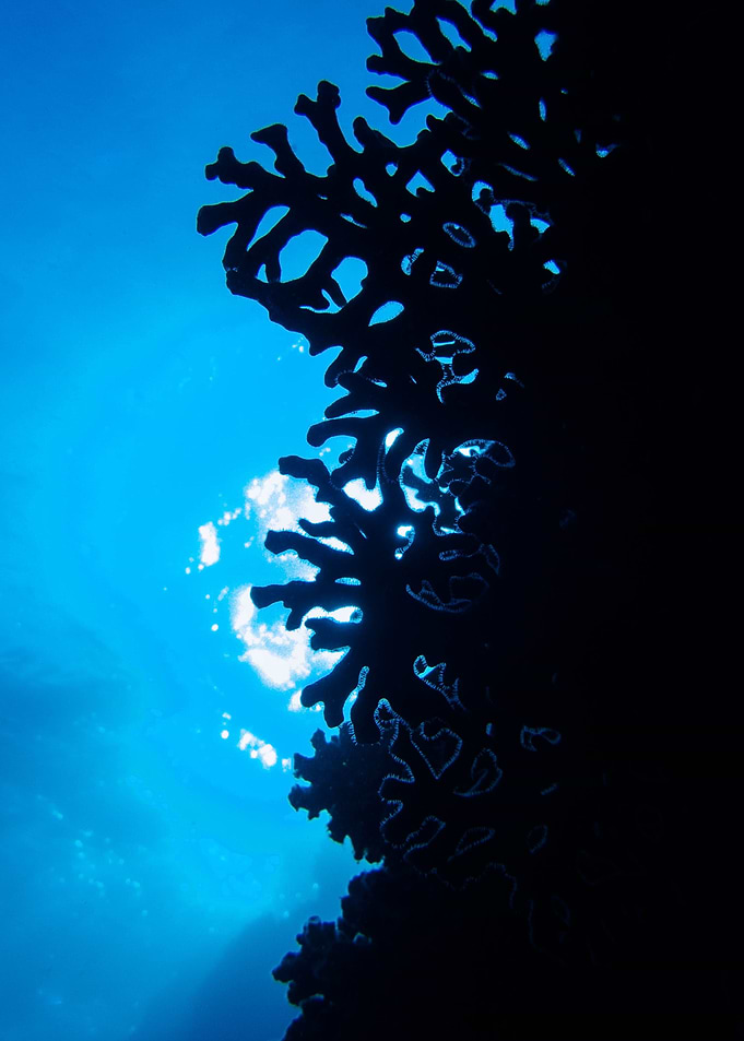 Coral Silhouette
