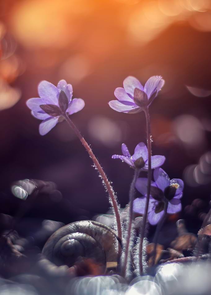 Hepaticas in the forest
