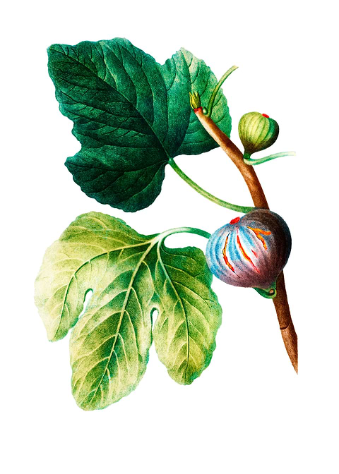 Figs