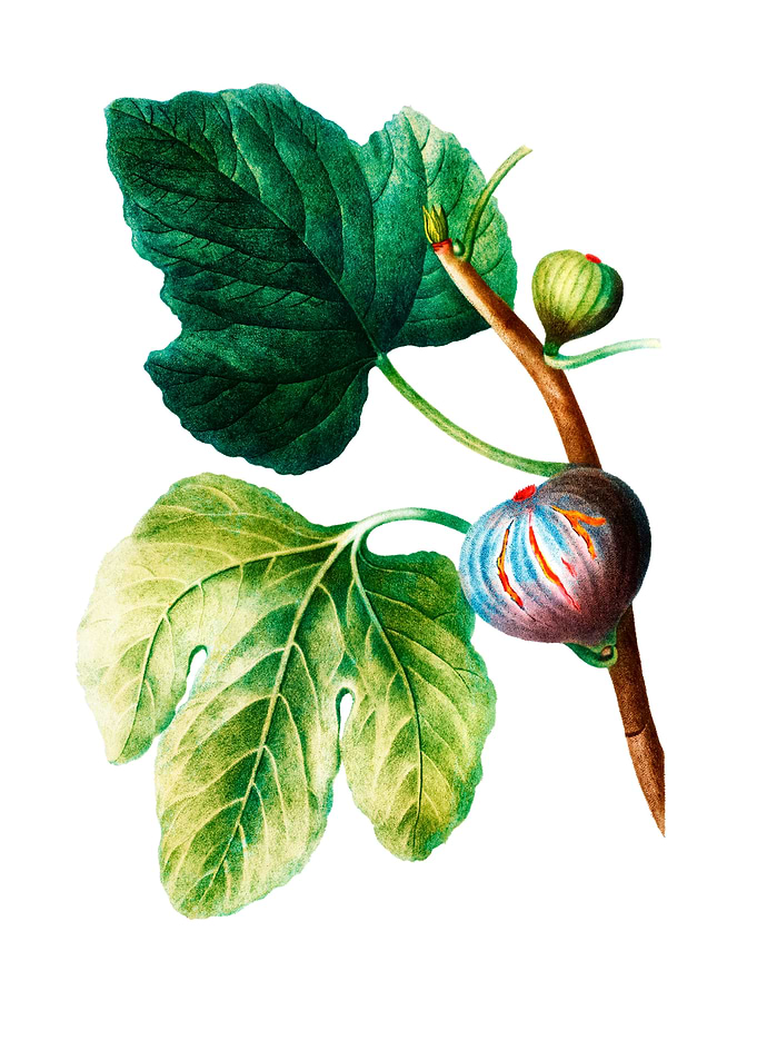 Figs