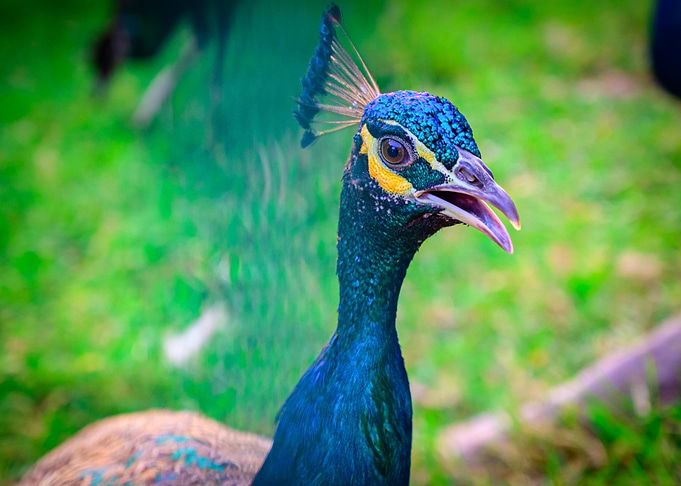 Peacocks