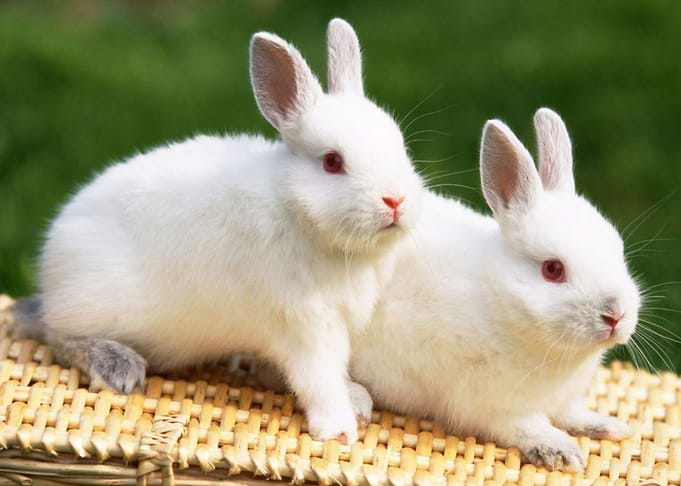 cute rabbits