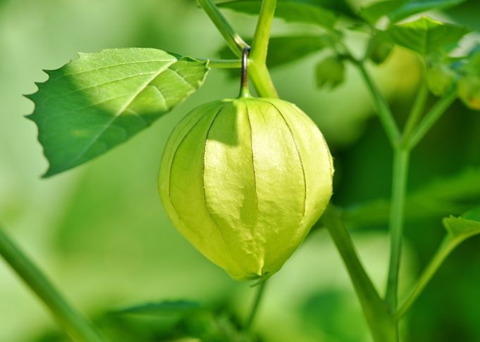 cape gooseberry